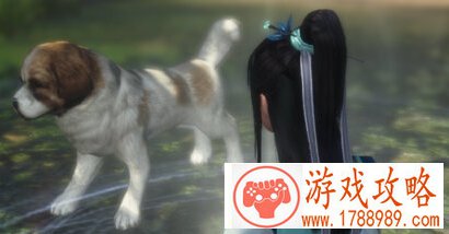 宠物死亡