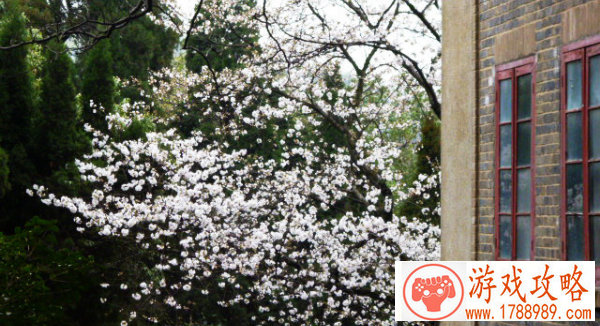 捏脸免费单机游戏